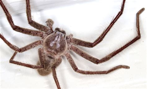 hidden housemates australia s huge and hairy huntsman spiders natural world earth touch news