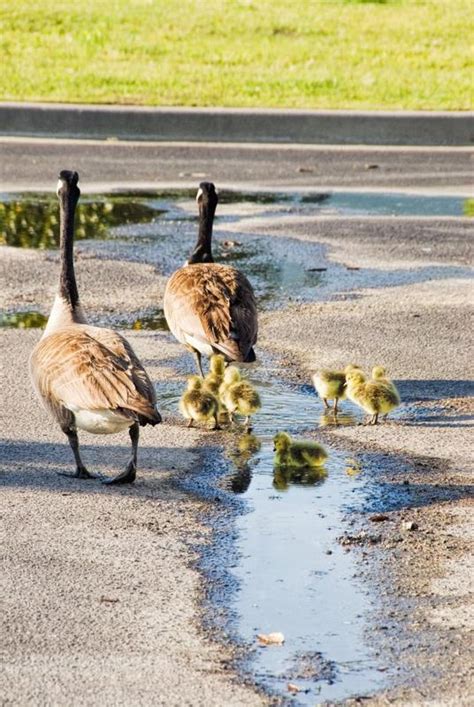 Why do some women use donated eggs in treatment? How to Tell Male & Female Geese Apart | Cuteness