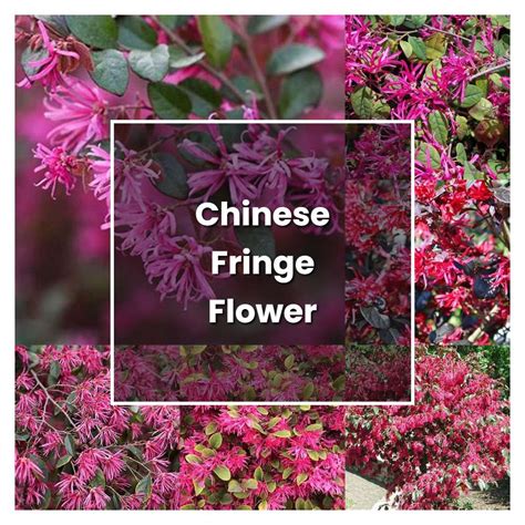 How To Grow Chinese Fringe Flower Plant Care And Tips Norwichgardener