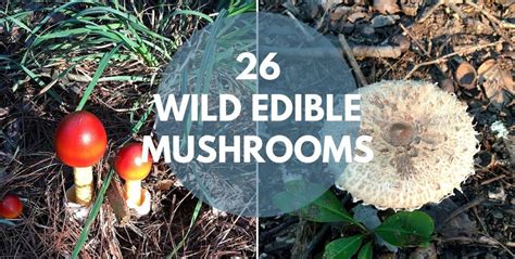 26 Wild Mushrooms You Can Forage For And Eat Eco Snippets