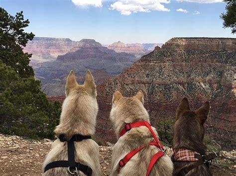 Learn the where, what, and how of traveling with your pets in national parks. 10 National Parks You Can Actually Walk Through With Your ...