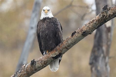 today  north american eagle day wildlife rescue association  bc