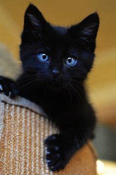 We are proud to be a part of the find a store near you. 2941 Best Beautiful Cats and Kittens images in 2020 | Cats ...