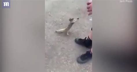 How often do squirrels need to drink water? Thirsty #squirrel begs man for water then drinks from ...