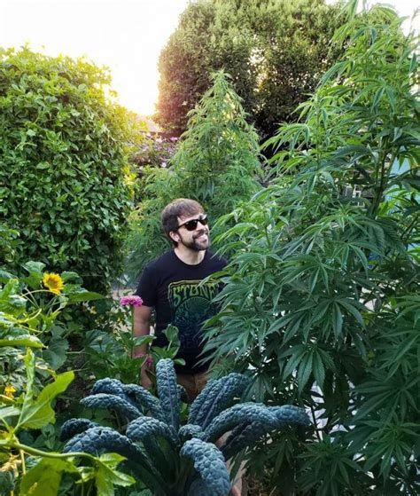 Las Plantas De Marihuana Más Grandes 👀