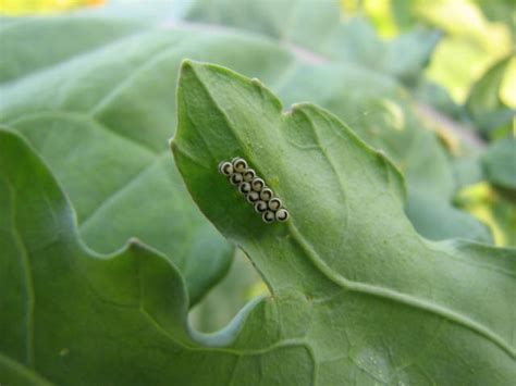 Just leave it out and vow to try brussels sprouts with balsamic vinegar a different day. Piermont Community Garden: Harlequin Bugs Make Merry on ...