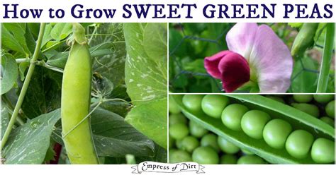 How To Grow Peas Sweet Delicious Homegrown Veggies Empress Of Dirt