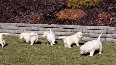Check out our available english crème, european, british, english golden, & white golden retriever puppies for sale in minnesota. English Cream Golden Retriever Puppies for Sale - YouTube