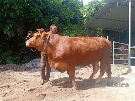 Jenis Jenis Nama Lembu Moniquetarohouse