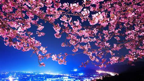 Cherry Blossom Desktop Wallpapers On Wallpaperdog