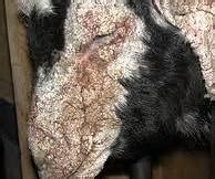 Maybe you would like to learn more about one of these? Membangun Kesehatan Hewan Untuk Kesehatan Manusia ...