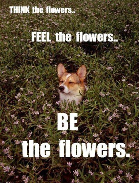 Spring Funny Animal Quotes Quotesgram
