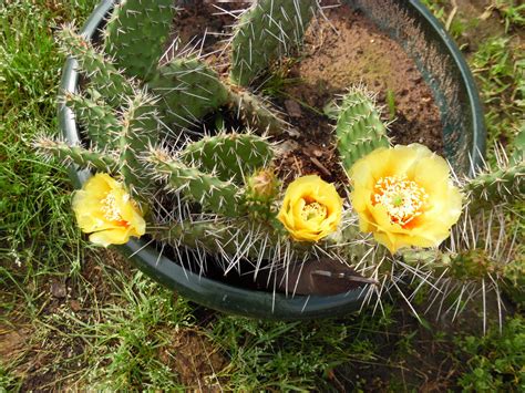 In areas with harsh winds and sun but little snow, cacti can become sunburned or frostbitten. Photo Essay: Cacti are survivors in tough Oklahoma climate ...
