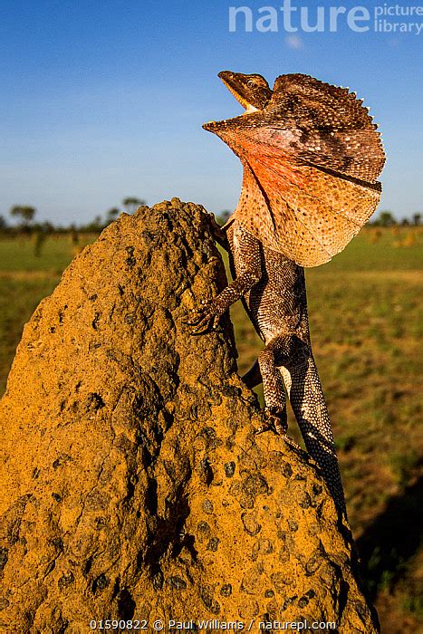 Nature Picture Library Frill Neck Lizard Chlamydosaurus Kingii Displays On A Termite Mound