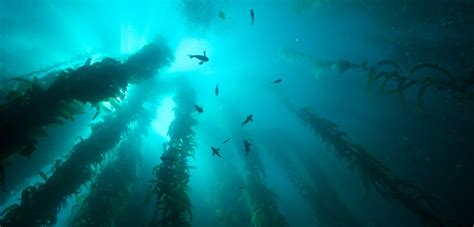 Giant Kelp Here To Help Hakai Magazine