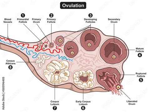 Ovulation Of Human Female Reproductive System Infographic Diagram For