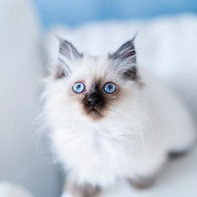 Aug 14, 2018 · 《星露谷物语》全人物娘化可爱风头像mod，把所有男性角色全部娘化，并且把所有角色的头像都美化了一边，十分可爱，星露. 可爱小白猫头像，精选可爱的白色猫咪图片-可爱头像