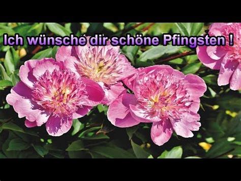 Pfingstgrüße whatsapp kostenlos schöne pfingsten grüße pfingstgruß 2021 frohe pfingsten videogruß. Ich wünsche dir schöne Pfingsten - Pfingstgrüße 2020 ...