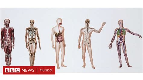 ¿qué Ocurre Con Los Cuerpos Que Se Donan A La Ciencia Bbc News Mundo