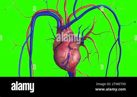 Human Heart Model Full Clipping Path Included Human Heart For Medical