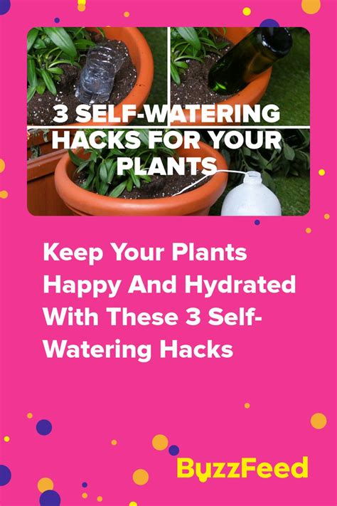 Keep Your Plants Happy And Hydrated With These 3 Self Watering Hacks