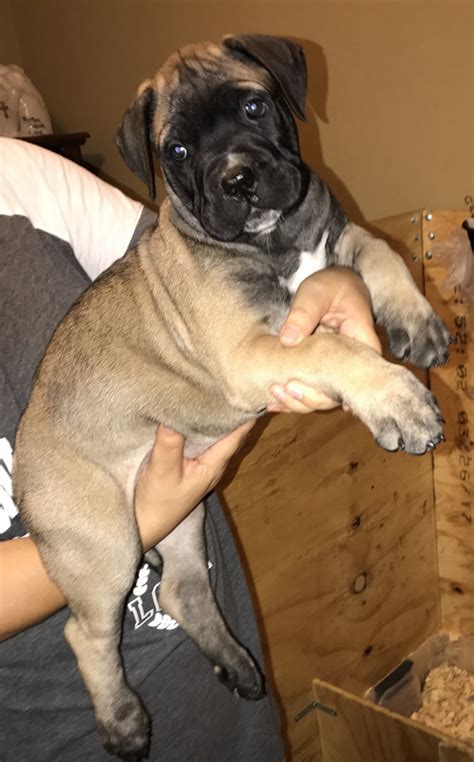 K/c registered male bullmastiff puppy available to a 5* pet home only, brindle, fully inoculated, vet checked and wormed to date, toilet trained, crate trained, used to other dogs and older children, please message me with the. Bullmastiff Puppies For Sale | Lewisville, TX #220360