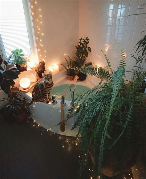 Great savings & free delivery / collection on many items. Fairy lights adorable cat plants ... the perfect cosy set ...