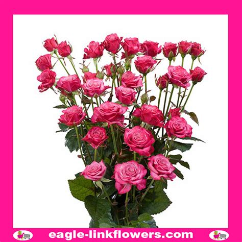 Kylie Premium Spray Roses Eagle Link Flowers