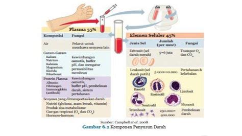 Darah Fungsi Komponen Dan Proses Pembekuan Darah Dunia Biologi Riset