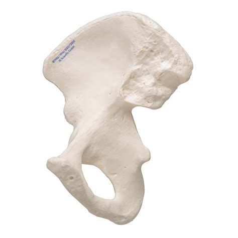Human Hip Bone Model 3b Smart Anatomy Sem Trainers