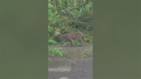 Vancouver Island Cougar Sighting Near Matheson Lake Youtube