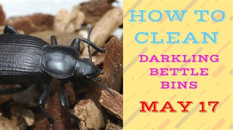 Taking Care Of Your Darkling Beetles How To Maintain A Mealworm Farm
