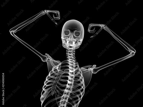 X Ray Skeleton 3d Render Stock Illustration Adobe Stock