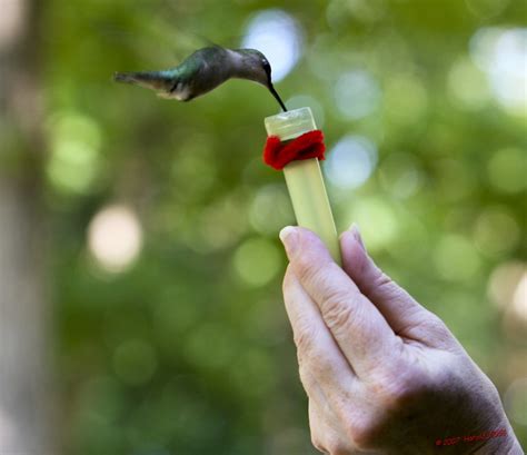 Hand Feeding Hummingbirds For Those Of You That Live In Oh… Flickr