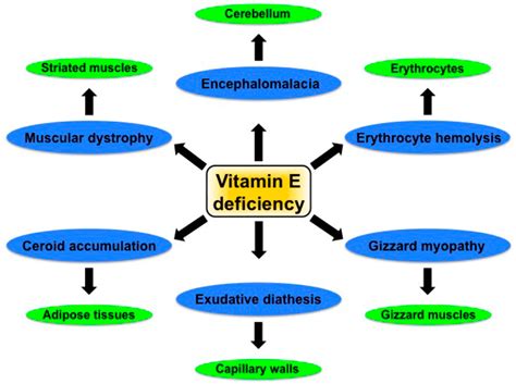 Can Vitamin E Deficiency Cause Dizziness Wallpaper