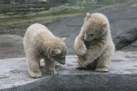 Two Polar Bear Cubs Stock Photo Image Of Alaska Nature