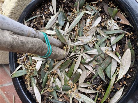Leaves Suddenly Dropping On Olive Tree — Bbc Gardeners World Magazine