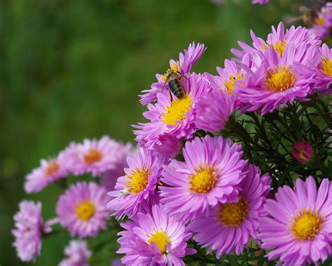 Autumn Flower Pictures For Wallpaper Wallpapersafari