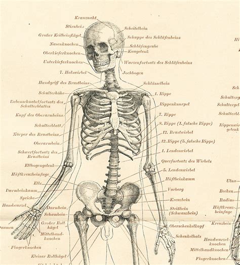 Human Bone Anatomy Chart Crystal Huff