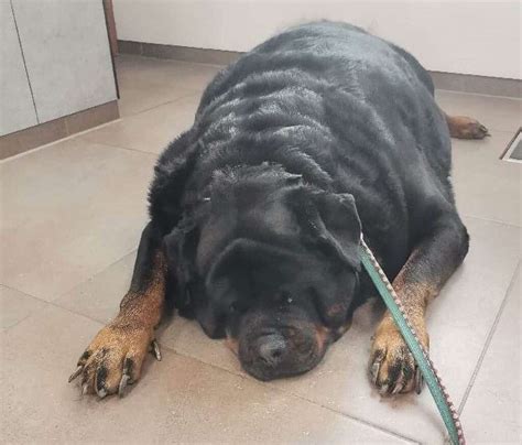 Extremely Overweight Rottweiler Weighing Over 220 Lbs Begins Weight