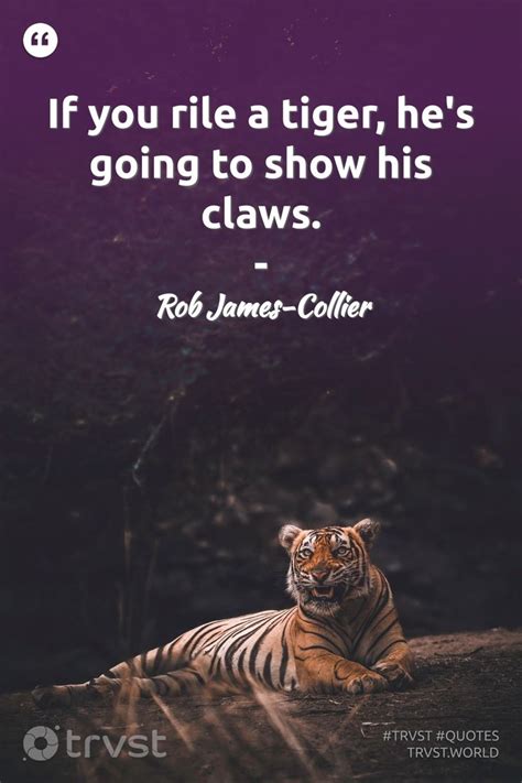 87 Tiger Quotes And Famous Sayings About Tigers Tiger Quotes Tiger