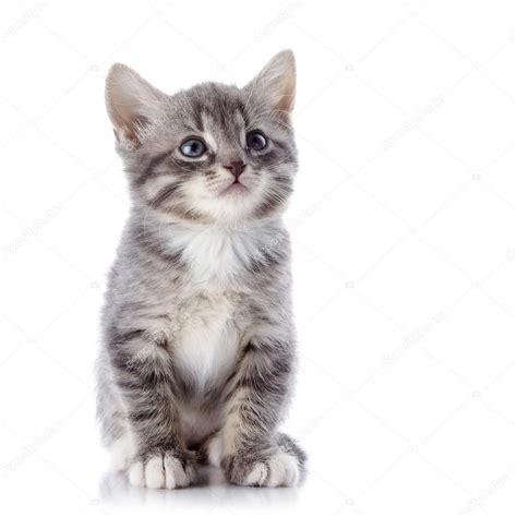 The Gray Striped Kitten — Stock Photo © Azaliya 37444641