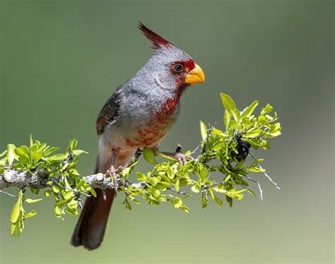 Pyrrhuloxia Male Santa Clara Ranch Texas Doug Greenberg Flickr