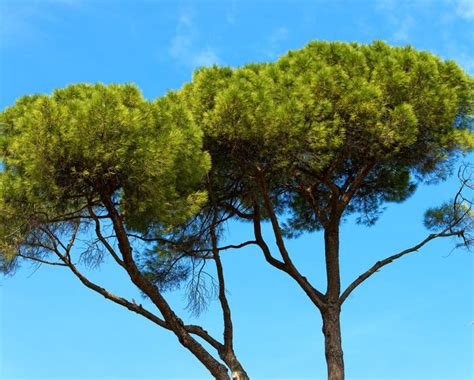 Pin Maritime Pinus Pinaster Plantation Taille Et Entretien