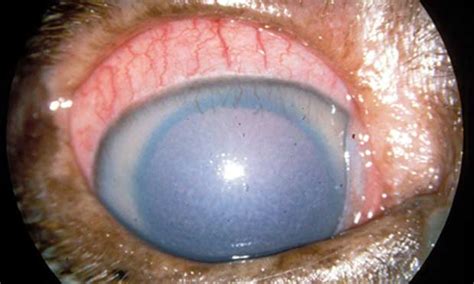 Naturally, euthanization is the last option for a dog that is struggling with glaucoma disease. Glaucoma in Dogs, Symptoms, Diagnosis, Treatment, Medication, Surgery