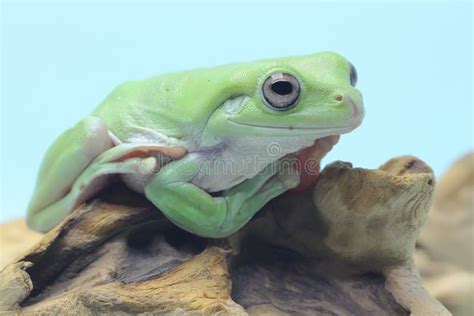 A Dumpy Tree Frog Resting With Two Snails On A Rotting Log Stock Image