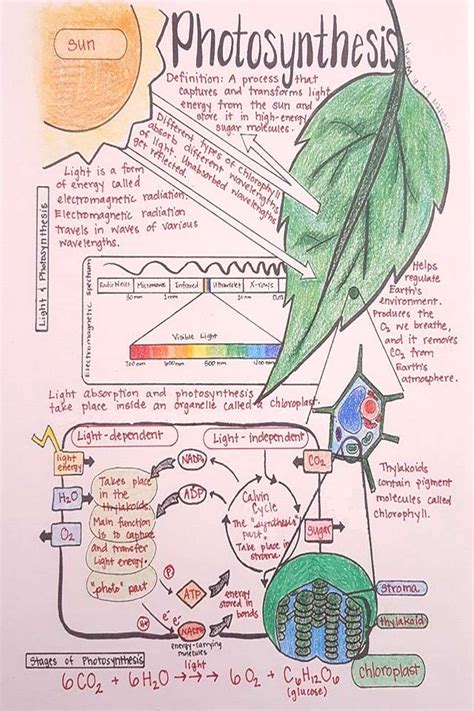 Photosynthesis Flow Chart Worksheet Worksheet Design Ideas