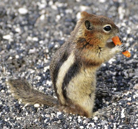 Outdoors Winter Chipmunks Are Abundant On The North Shore Local