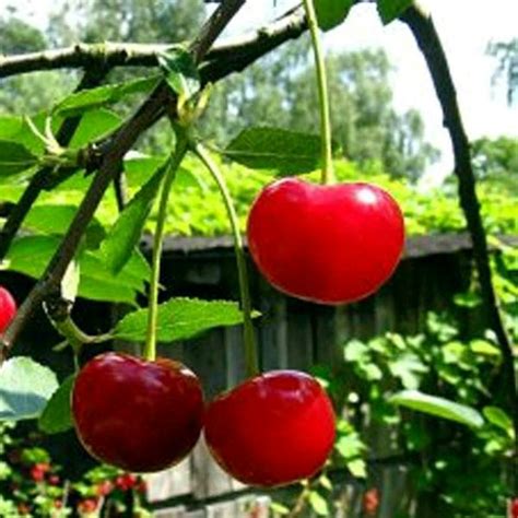 Jual Bibit Tanaman Buah Cherry Vietnam 40cm Di Lapak Ahmad Agro Tanaman