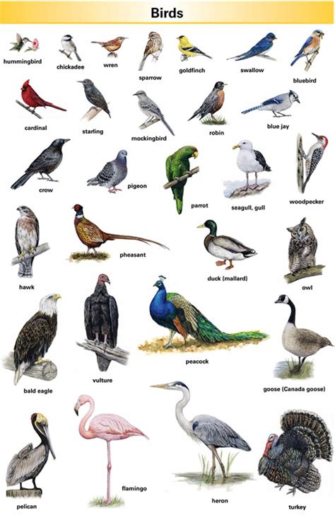 Learn English Vocabulary through Pictures: 100+ Animals Names - ESL Buzz
